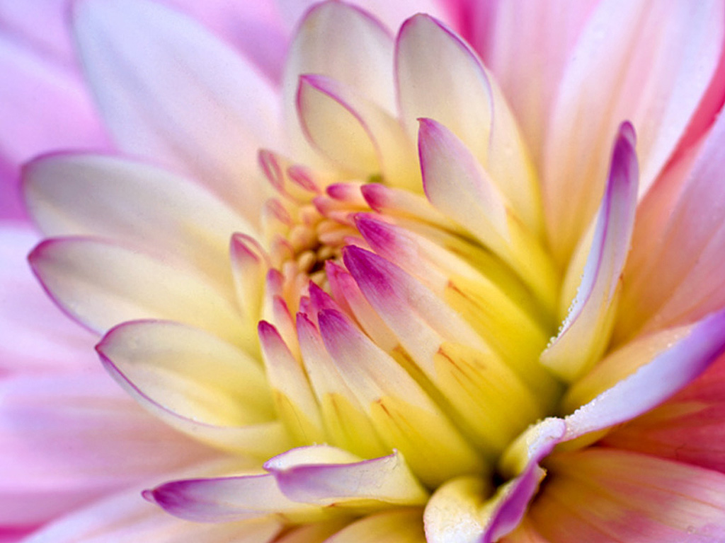 beautifulflowerfreewallpaper.jpg