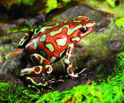 frog-poison-dart