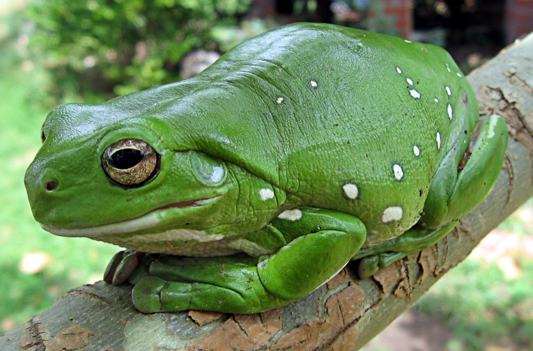 frogs-tale_309