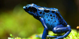 frog_dynamic_lead_slide